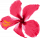 botanical-drawing-with-red-hibiscus-flower-png
